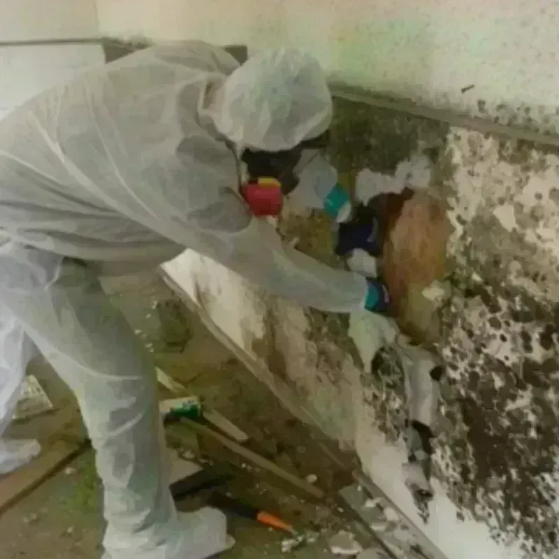 Mold Remediation and Removal in Arkansas City, KS